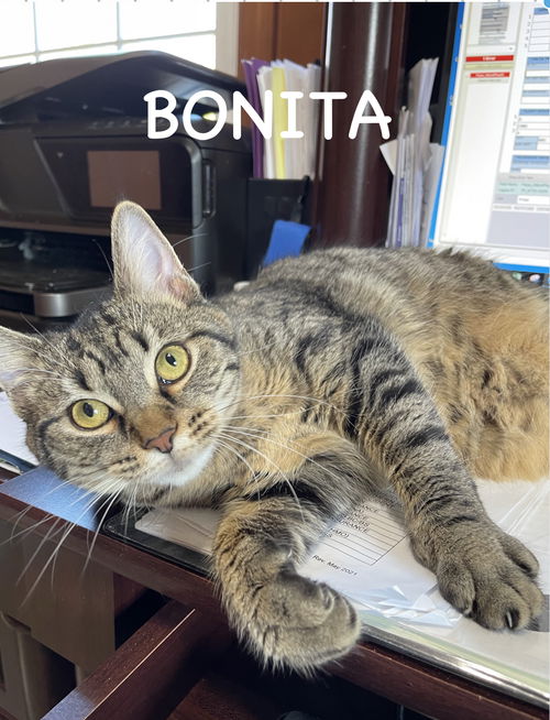 Bonita