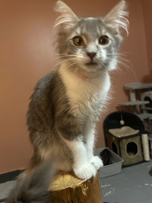 Kiki