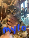 Mylo