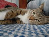 Miss Mackie Courtesy Post
