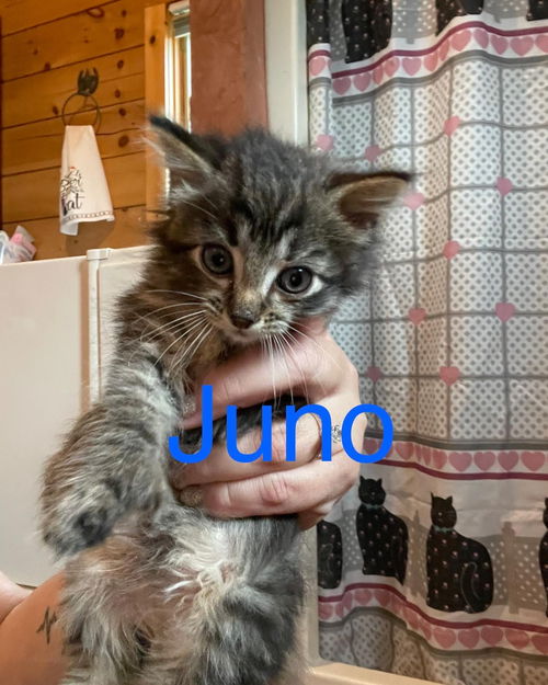 Juno