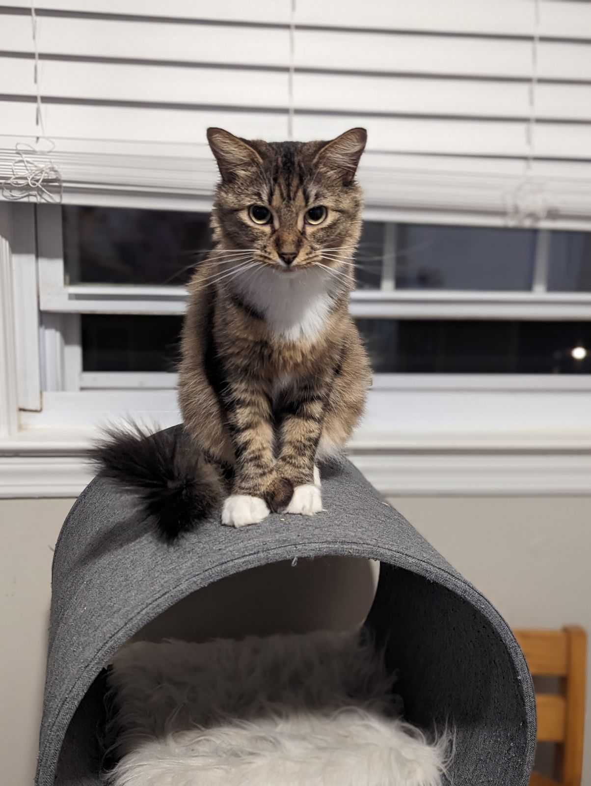 adoptable Cat in Alexandria, VA named Ophelia