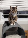 adoptable Cat in alexandria, VA named Ophelia