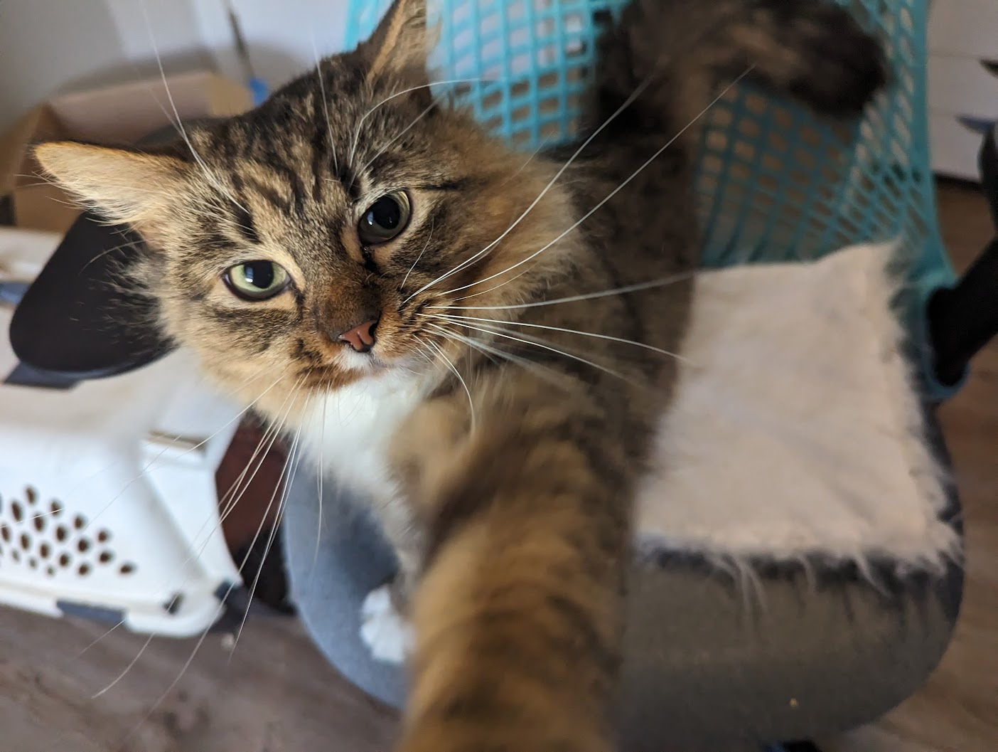 adoptable Cat in Alexandria, VA named Ophelia