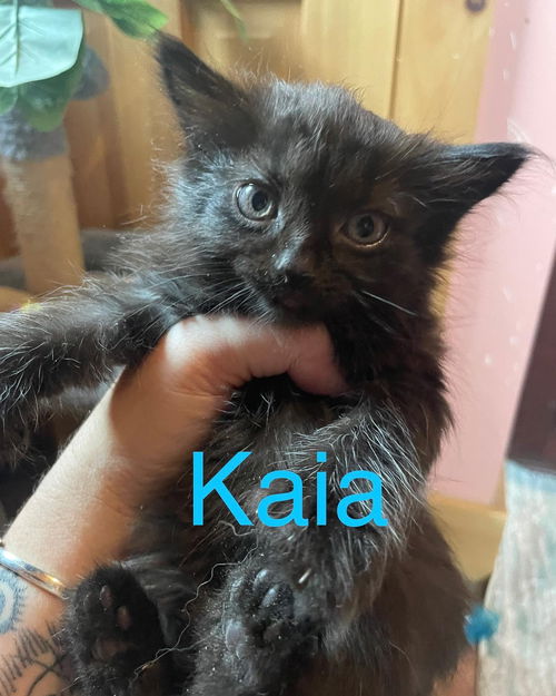 Kaia