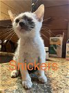 adoptable Cat in absecon, NJ named Snickers