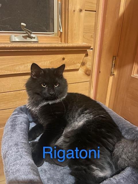 Rigatoni & Rotelle