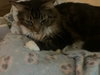 Clementine & Cleo-Pawtra