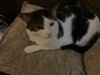 Clementine & Cleo-Pawtra