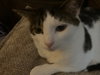 Clementine & Cleo-Pawtra