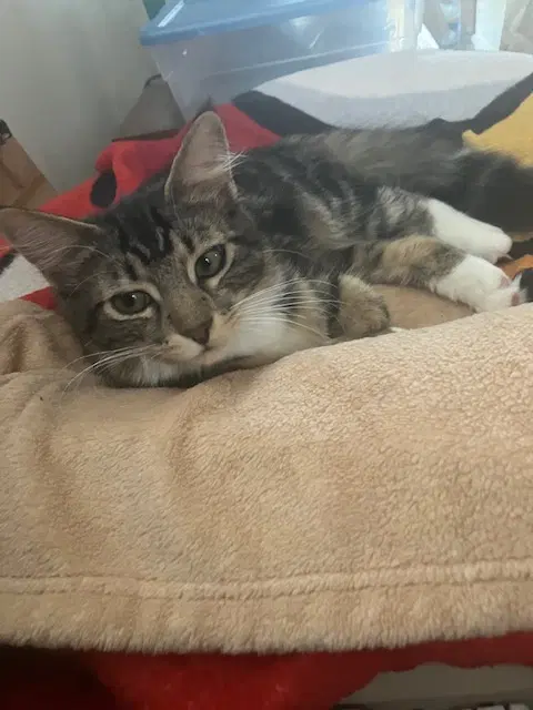 Clementine  Cleo-Pawtra image 4