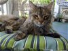adoptable Cat in , NJ named Katie Courtesy Post