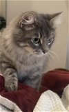 adoptable Cat in adel, IA named Willow - Courtesy Post