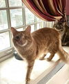 Betty & Simba - Courtesy Post