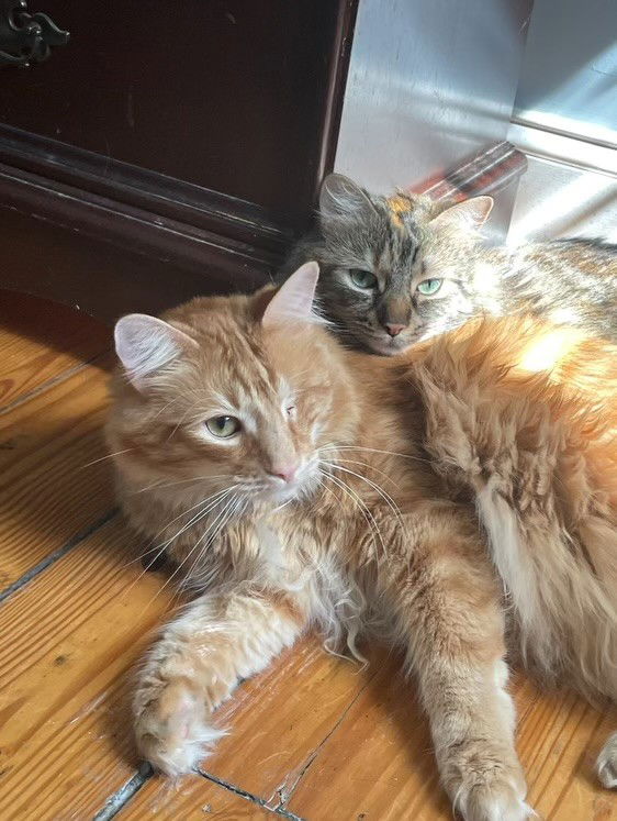 adoptable Cat in Philadelphia, PA named Betty & Simba - Courtesy Post