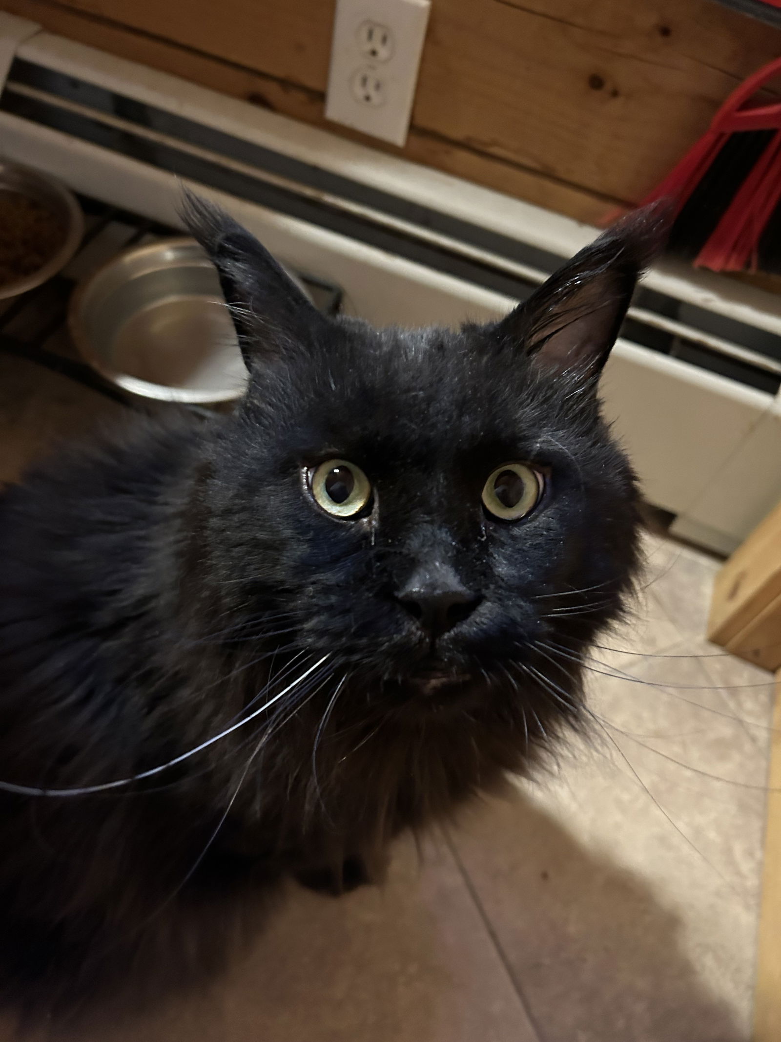 adoptable Cat in Jersey City, NJ named Dinky