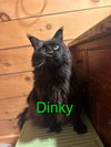 Dinky