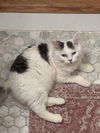 Sir Love Bug