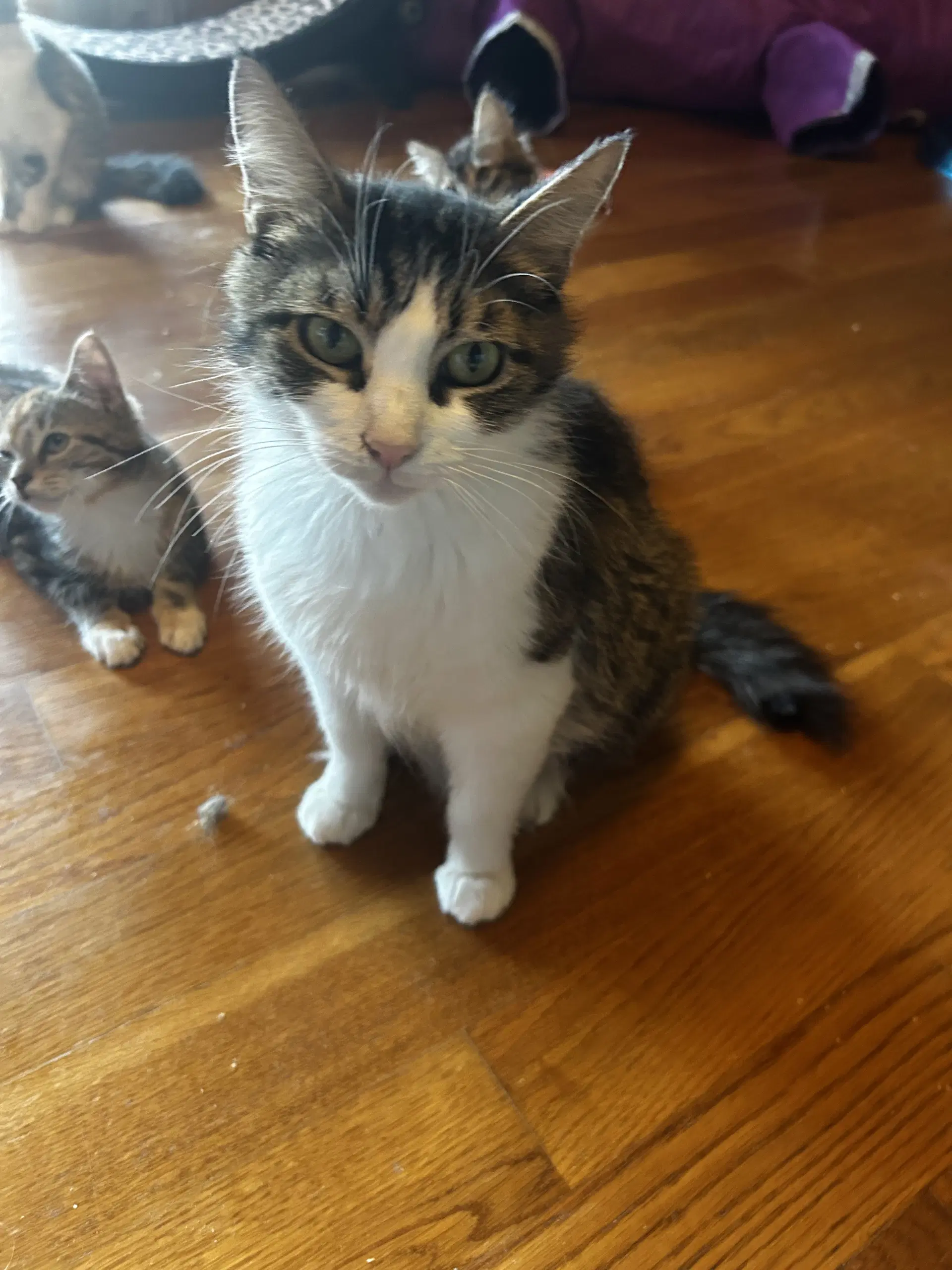 Janice - Maine Coon