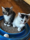Jovi (male) & Valli (female)
