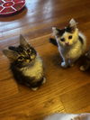 Jovi (male) & Valli (female)