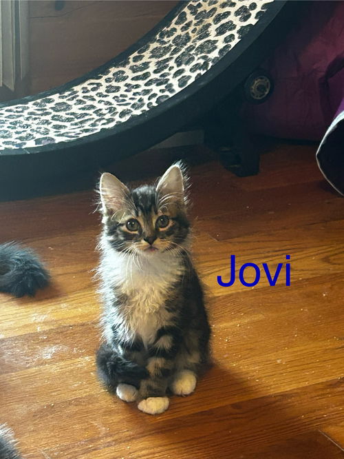 Jovi (male) & Valli (female)