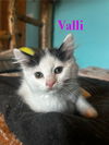 Jovi (male) & Valli (female)