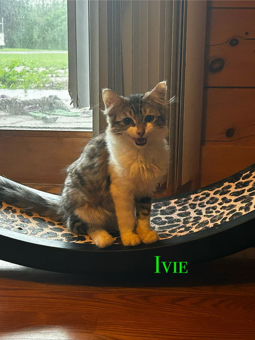Ivie (male) & Cedar (female)
