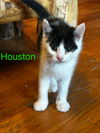 Jonas, Houston & Sebastian