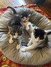 Jonas, Houston & Sebastian