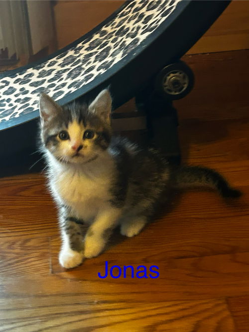 Jonas, Houston & Sebastian