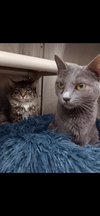 adoptable Cat in , NJ named Halsey & Connie