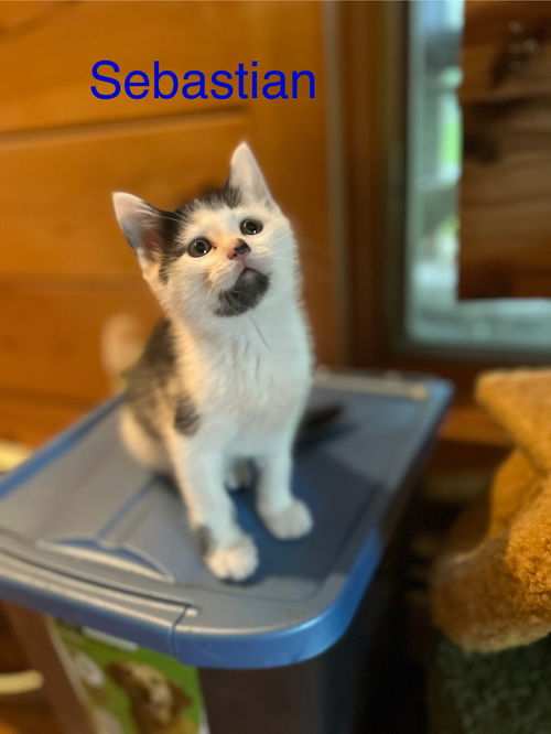 Sebastian