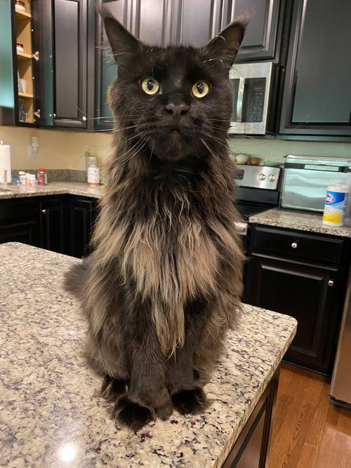Hagrid