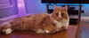 Cheddar