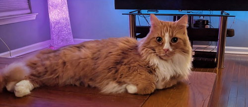 Cheddar