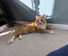 Cheddar