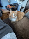 Cheddar
