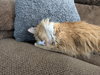 Cheddar
