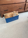 Cheddar