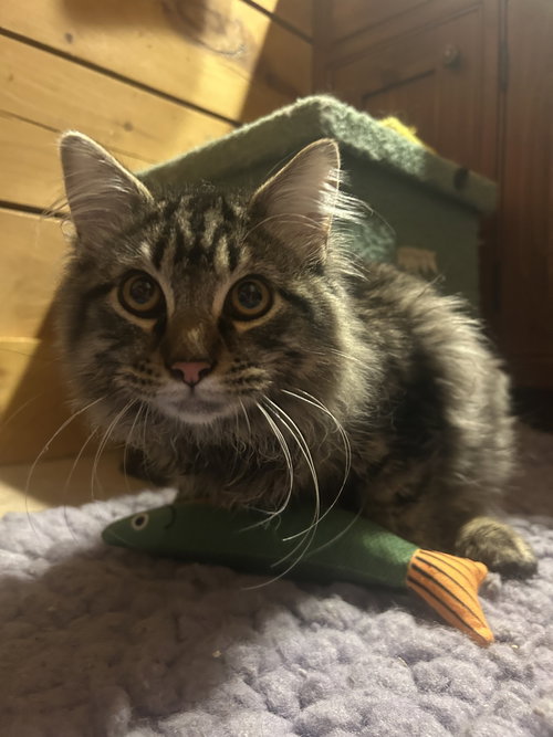 Merk McPurrs