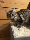 Merk McPurrs