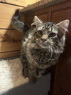 Merk McPurrs