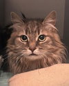 Nemo