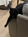 Soot