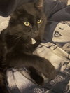 Soot