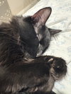 Soot
