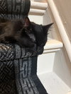 Soot