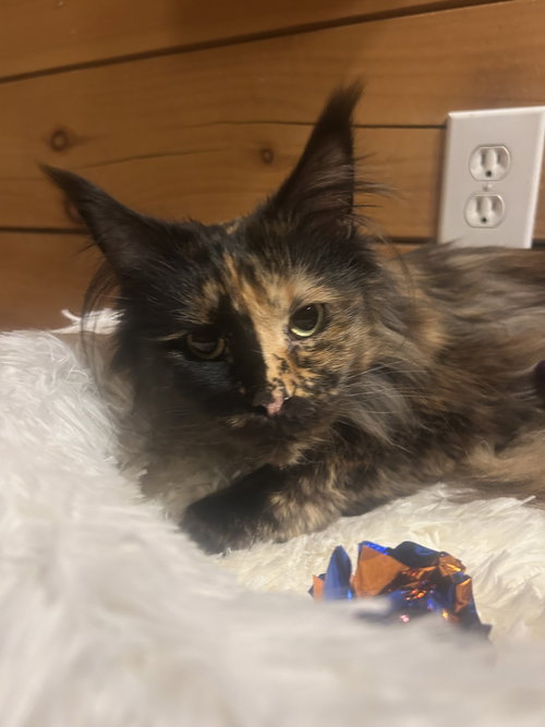 Jo Sea, an adoptable Maine Coon in Absecon, NJ