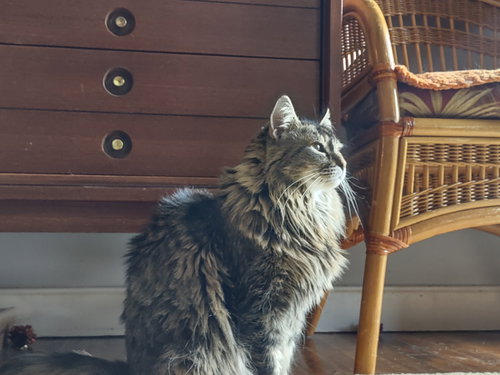 Daisy Courtesy Post, an adoptable Maine Coon in Absecon, NJ